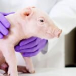 İlk kez bir domuz akciğeri, beyin ölümü gerçekleşmiş bir insana başarıyla nakledildi.