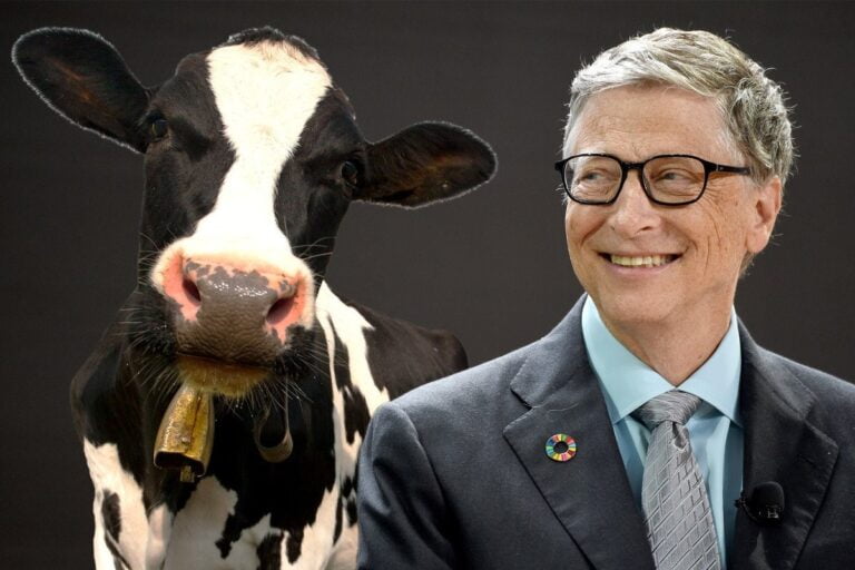 Bill Gates, Zararlı Etkilerinden Dolayı İnek Geğirmelerini Azaltma Girişimini Destekliyor