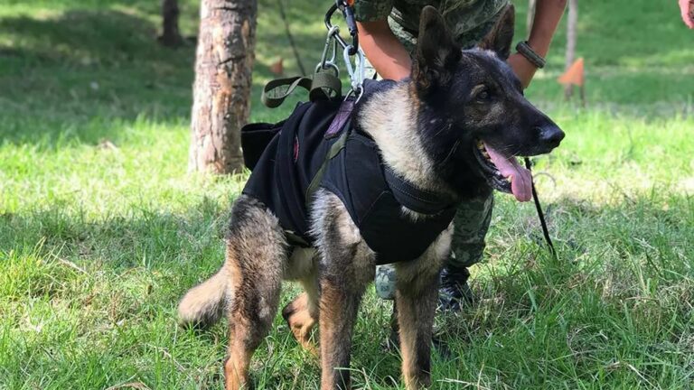 Arama Kurtarma Köpekleri Nasıl Eğitiliyor?