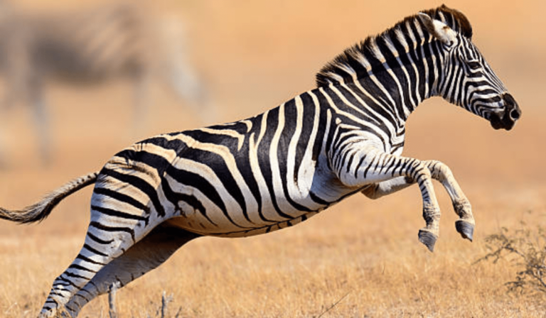 Zebra Derisinden İlham Alınarak Yeni Bir Termoelektrik Jeneratör Geliştirildi