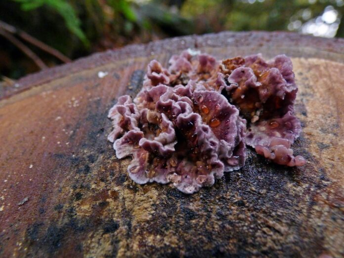 chondrostereum-purpureum