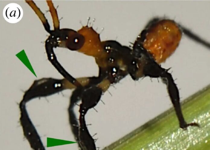 Kapak - Gorareduvius sp.