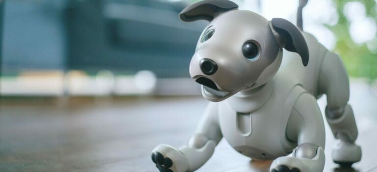 Yaşlanan Robot Köpekler için “Koruyucu Ebeveyn” Programı Başlatıldı