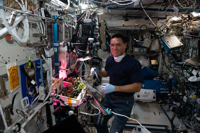 frank rubio, astronot uzayda domates yetiştiriyor