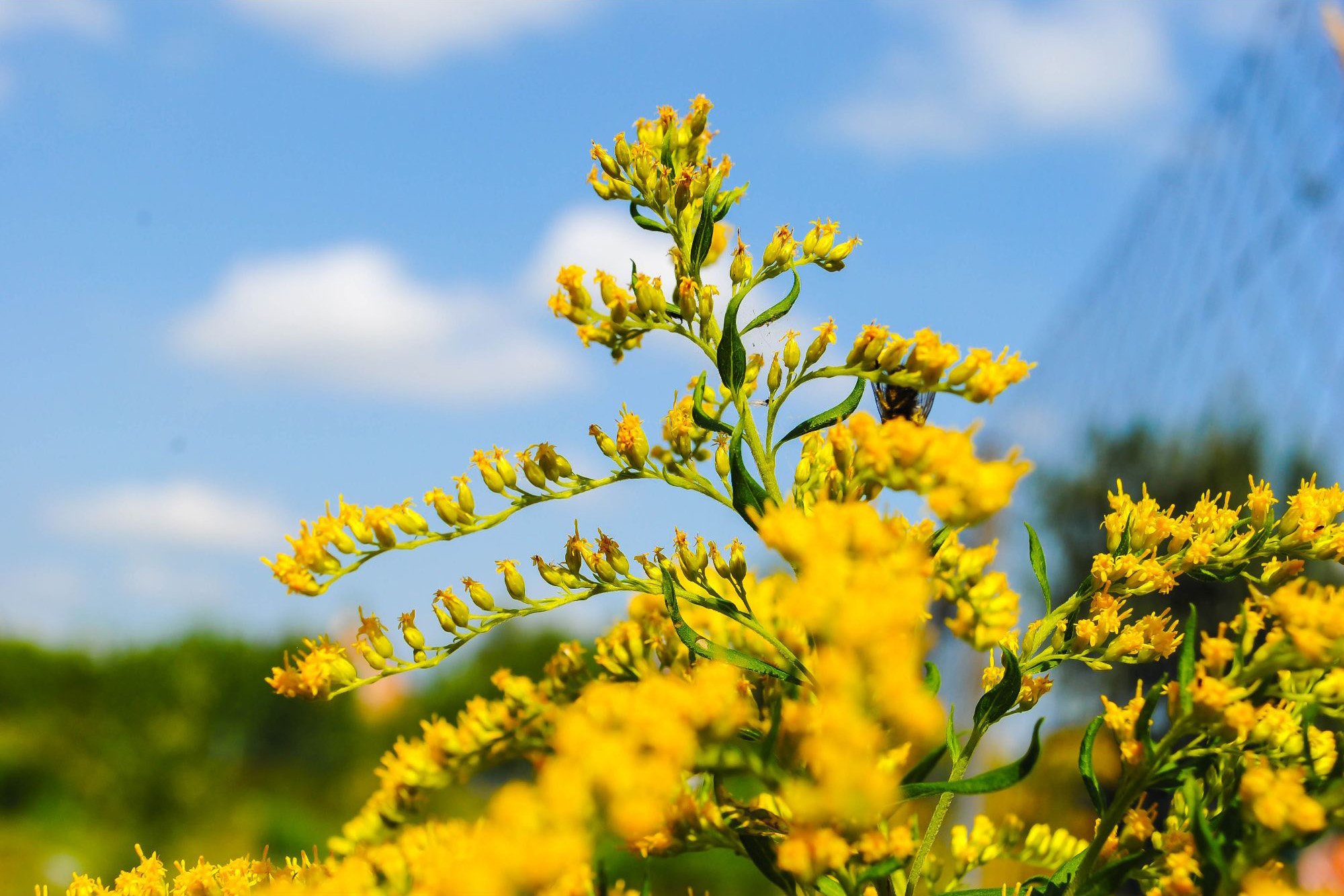 altinbasak-Goldenrod-Plant