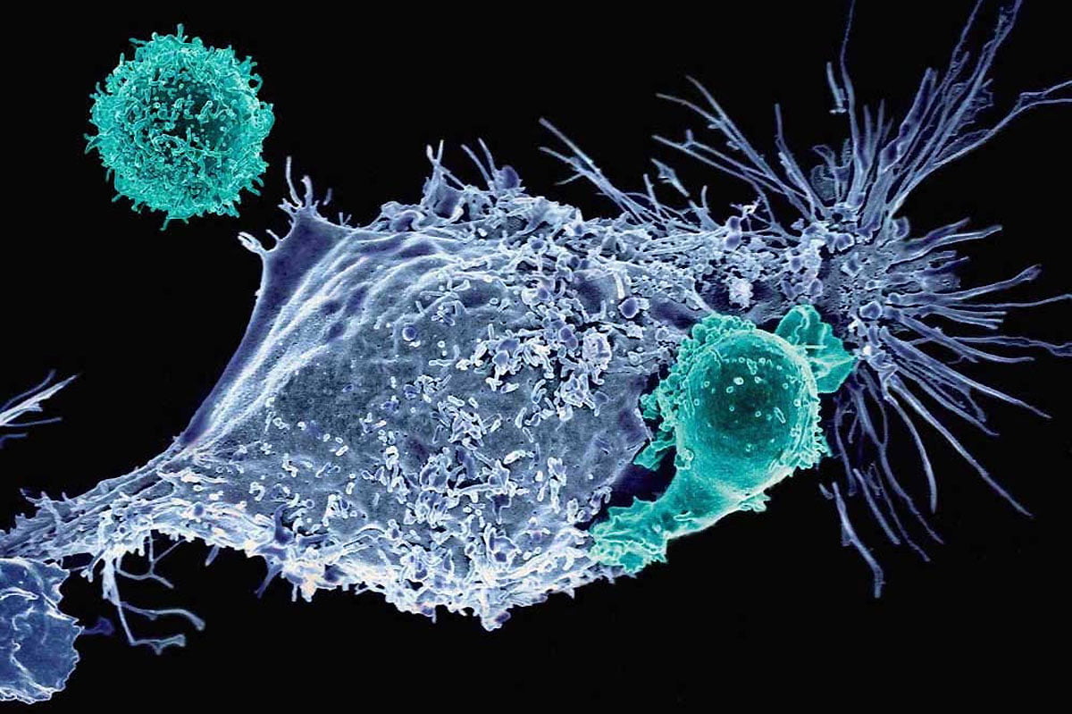 t cell