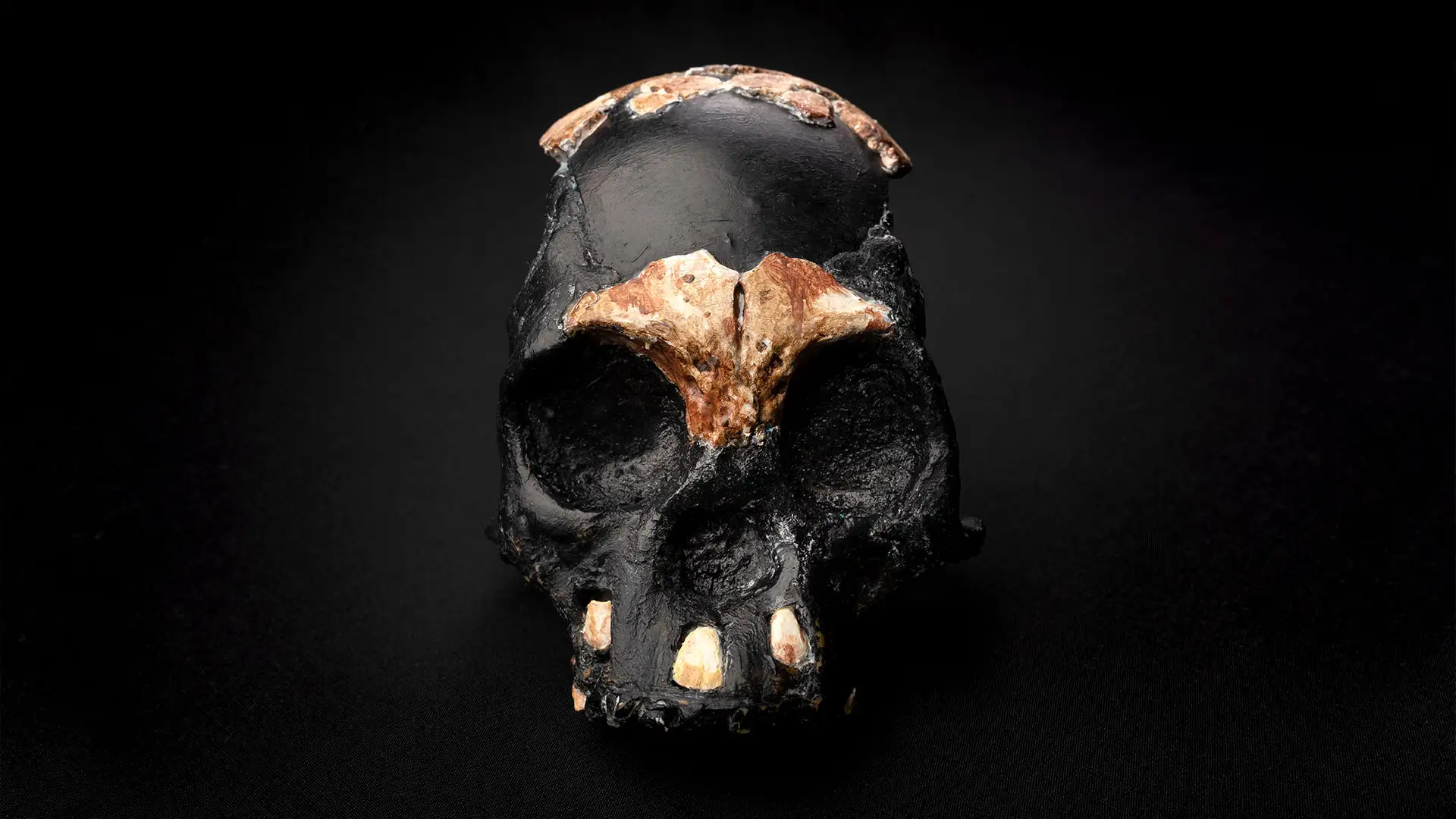 h-naledi-05
