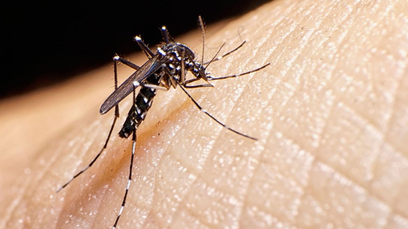 mosquito kapak