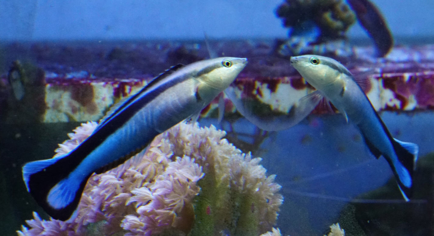 wrasse balık