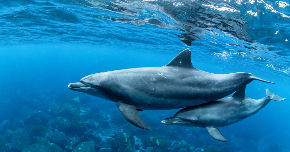 dolphin