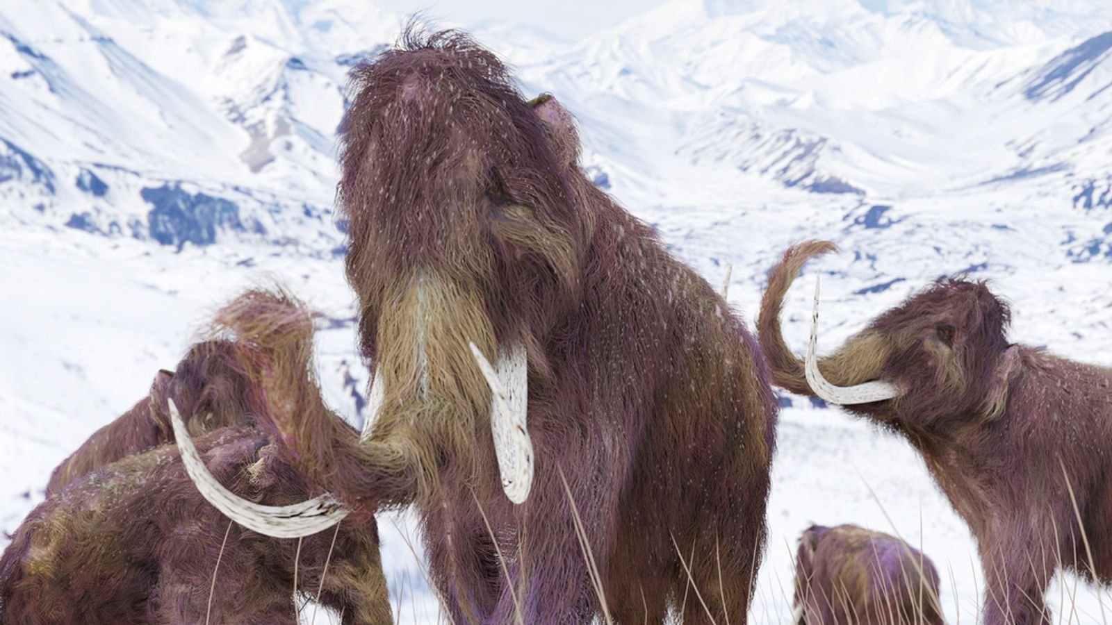 mamut