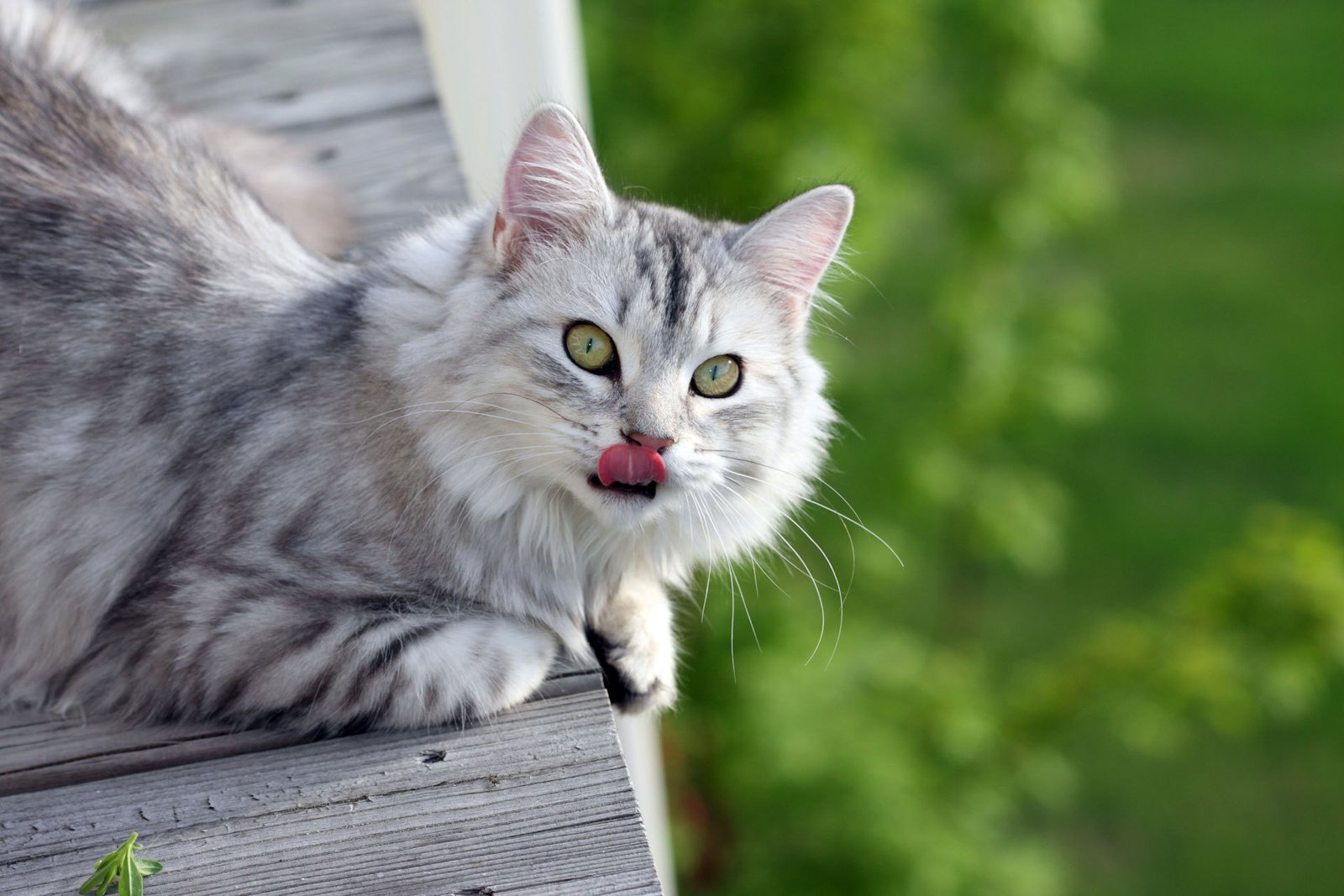 kedi kapak