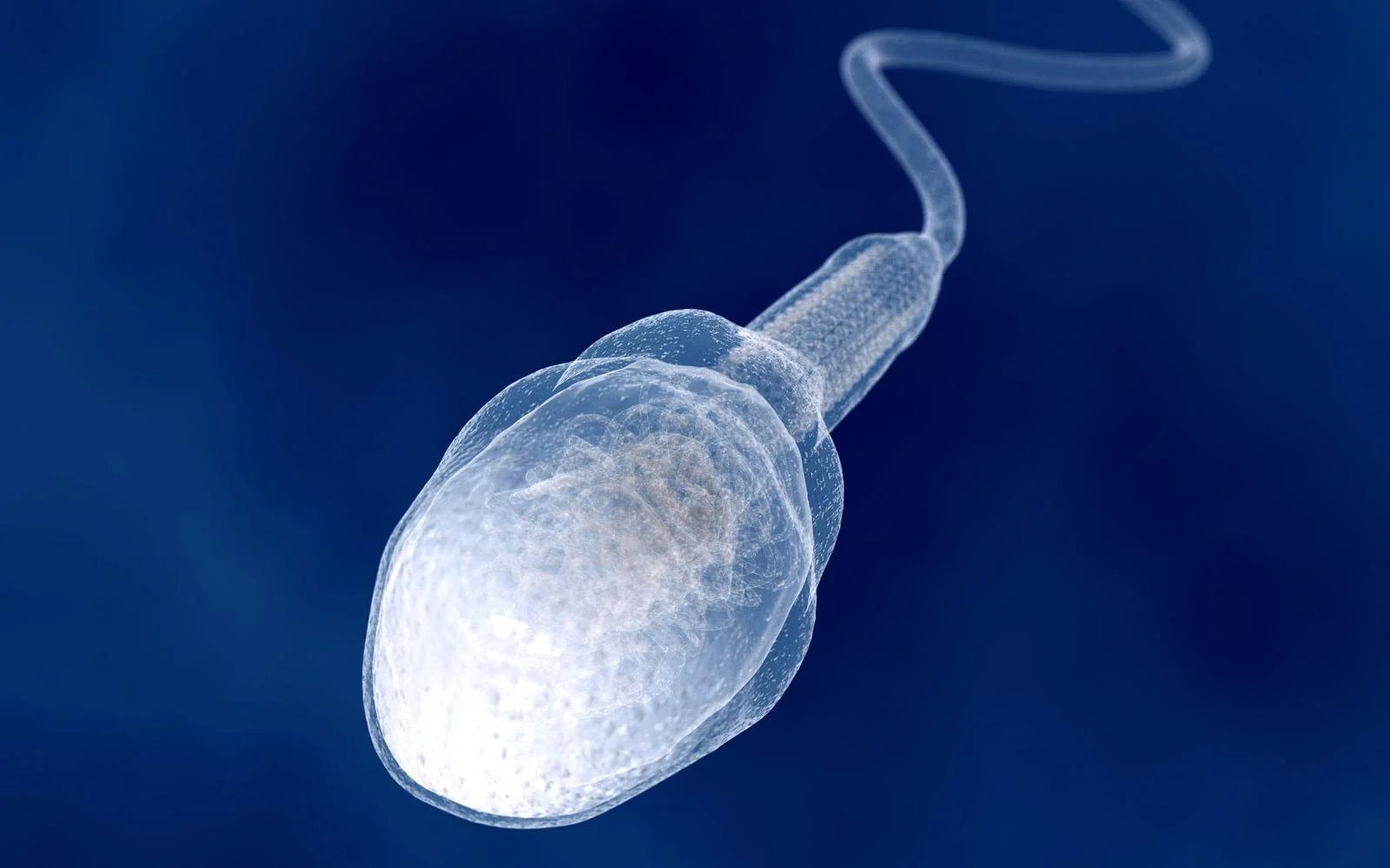 Spermler