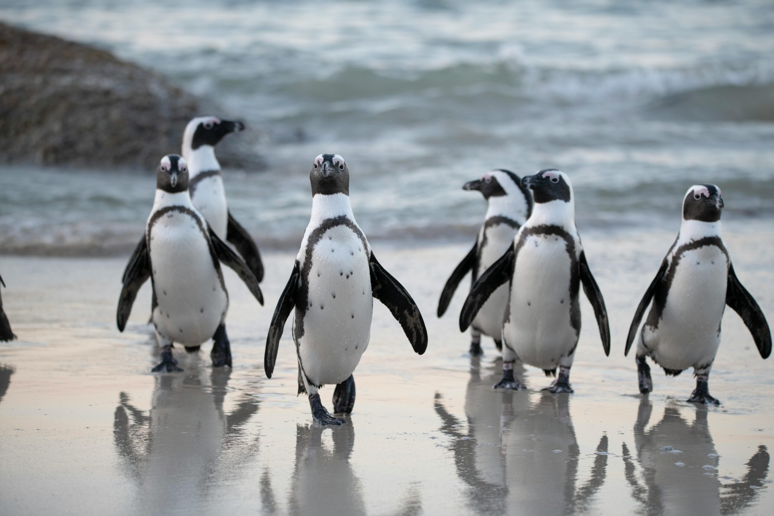 Penguen Penguen