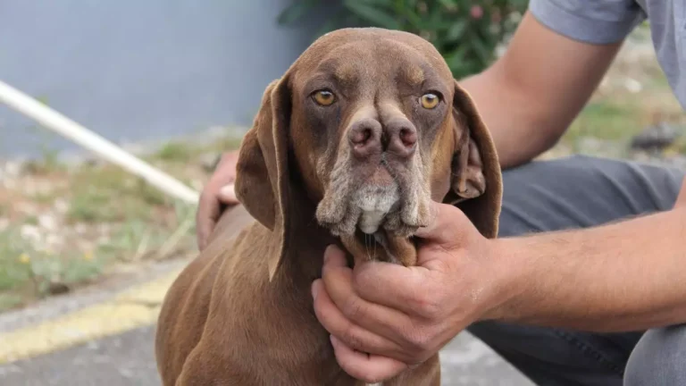 Türkiye’nin Eşsiz Av Köpeği Çatalburun, İnsan Genetiğine Işık Tutuyor!