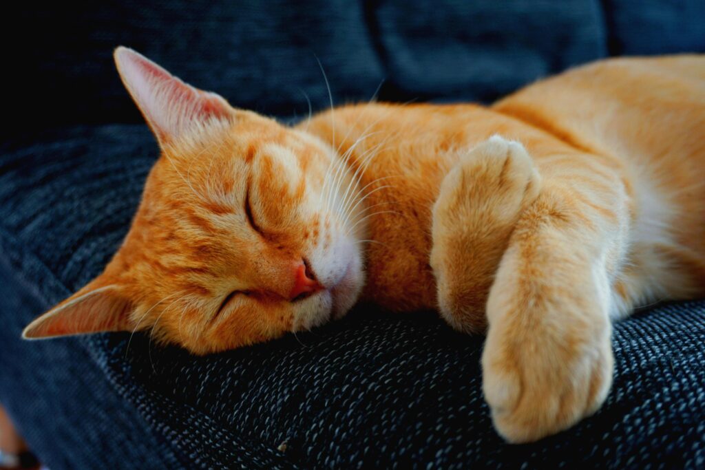 Turuncu kedi