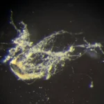 Elektrik İleten Bakteri