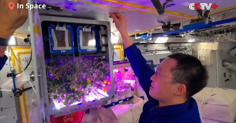 Çin Uzay İstasyonu Astronotları Uzay Domateslerini Hasat Etti