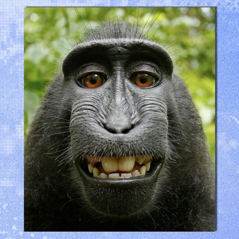 Maymunun Çektiği Selfie, Telif Hakkı Tartışmalarını Nasıl Başlattı?