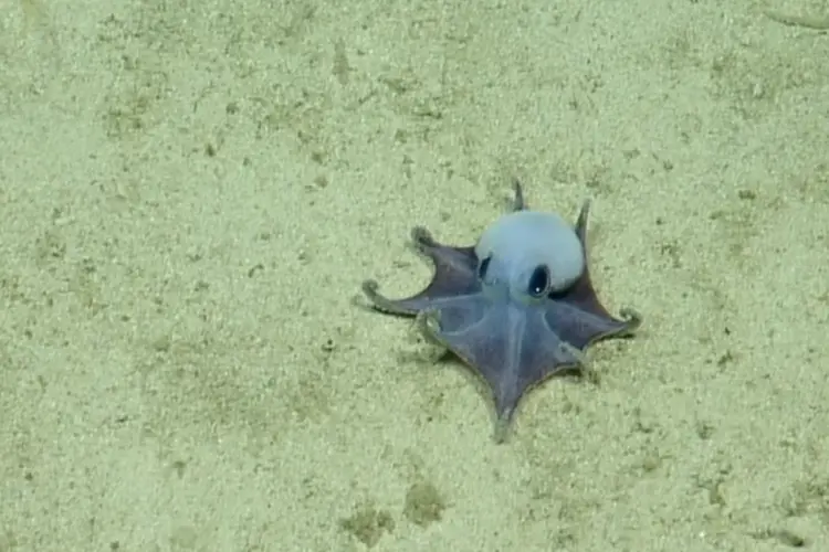 “Minicik! Ve Mavi!” — Galapagos’ta Golf Topu Büyüklüğünde Yeni Ahtapot Türü Keşfedildi