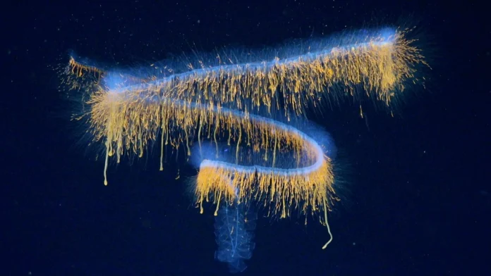Brezilya açıklarında 31 yeni derin deniz türü keşfedildi.