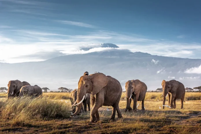 Kenya’da 15 filin şüpheli ölümü İlk bulgular siyanürü işaret ediyor Kenya’da 15 filin şüpheli ölümü İlk bulgular siyanürü işaret ediyor