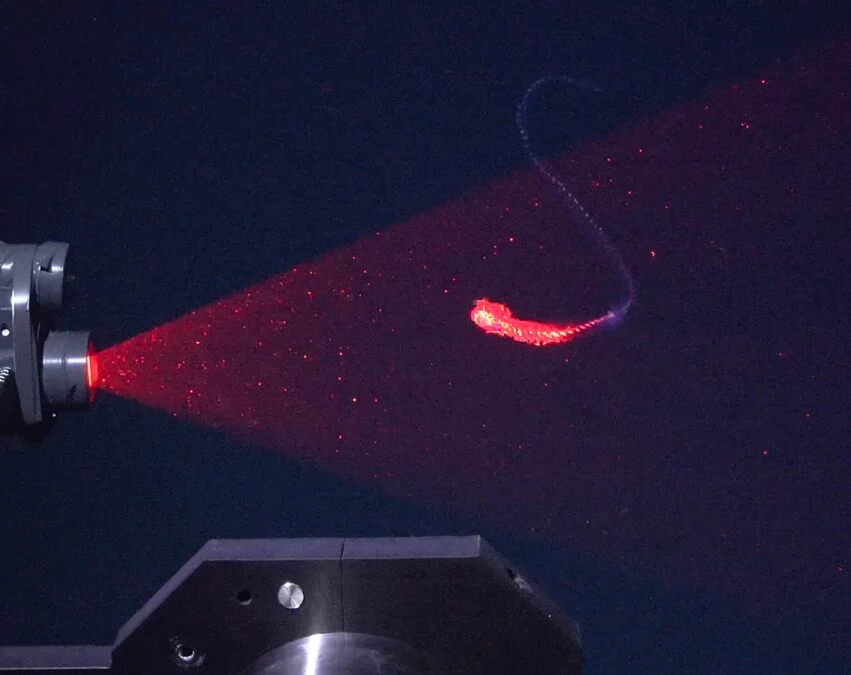 350 metre derinlikte, daha önce tanımlanmamış bir sifonofor (zooid adı verilen birçok özelleşmiş 'klon'dan oluşan koloni halinde yaşayan bir omurgasız) DeepPIV cihazı tarafından taranıyor.
