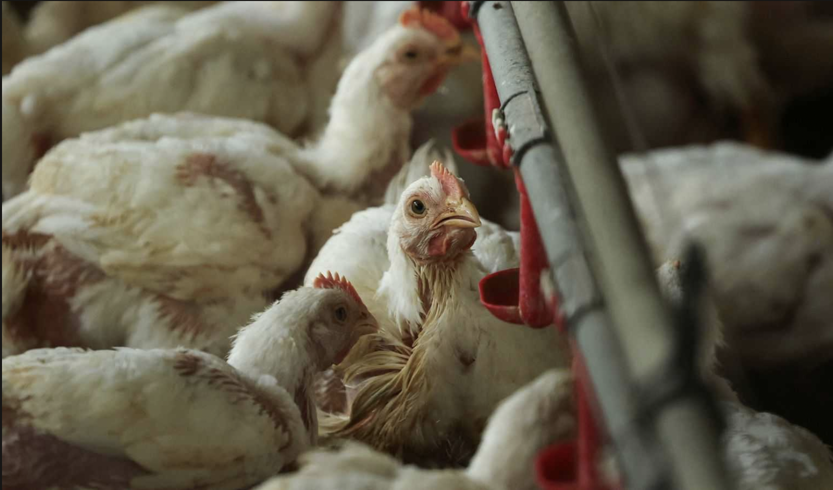Endüstriyel Tavuk Çiftlikleri Campylobacter Yayılımını 100 Kat Artırıyor