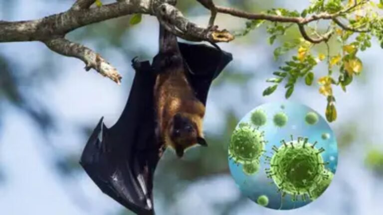 Ölümcül Nipah Virüsü Asya’da Alarm Yarattı