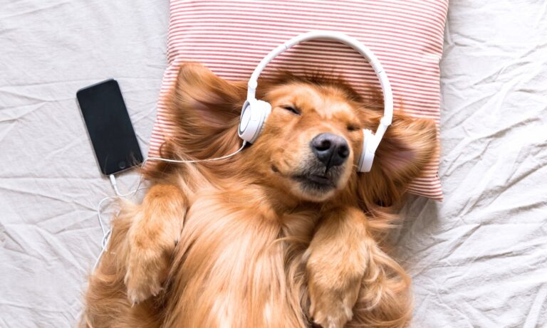 Müzik Hayvanları Sakinleştirir mi?