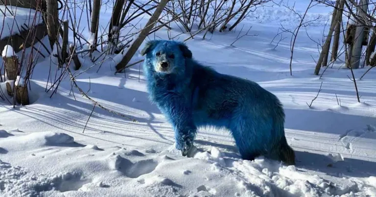 blue-dogs-discovered-near-abandoned-chemical-plant