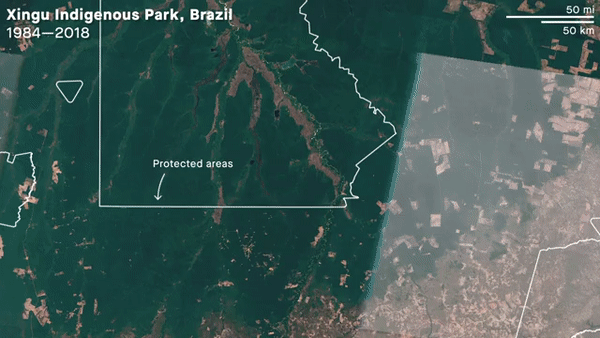 Google DeepMind'in açıklamasının ardından gözler yıllar içinde planlı bir şekilde ağaçsızlaştırılan Amazon ormanlarına çevrildi.