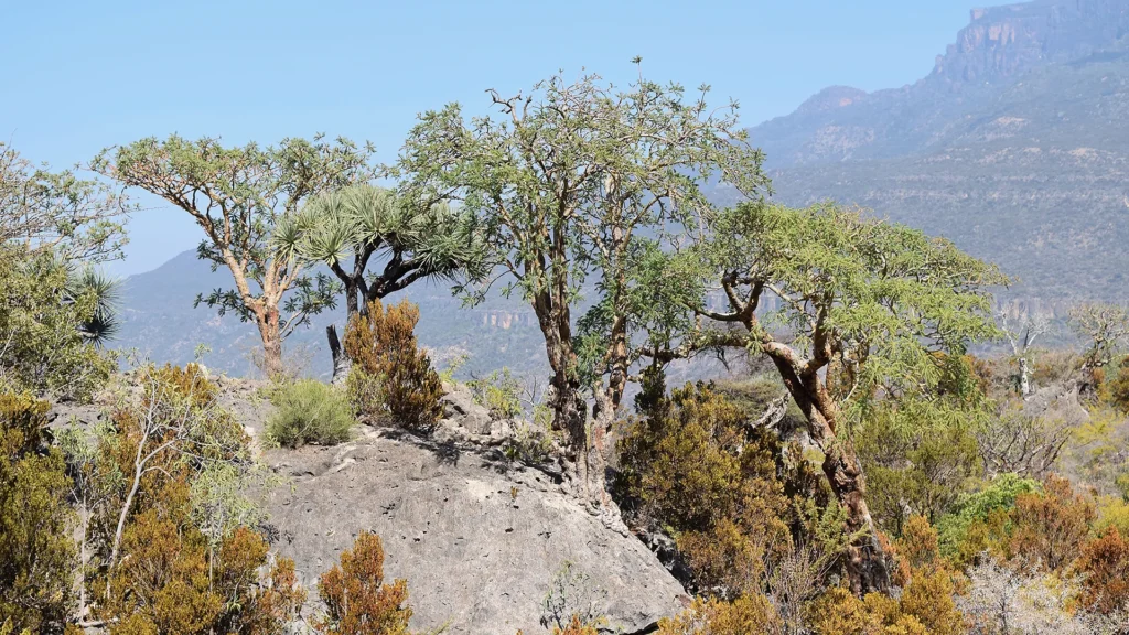 Frankincense, Somaliland'da bulunan ve nesli tehlikeye yakın olarak sınıflandırılan B. sacra ağaçları gibi çeşitli Boswellia ağacı türleri tarafından üretilen bir tür tütsü reçine. (Fotoğraf: Stephen Johnson).